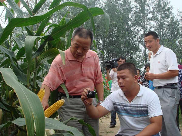 參會(huì)者高度評價(jià)“中江玉703”的種植表現(xiàn)